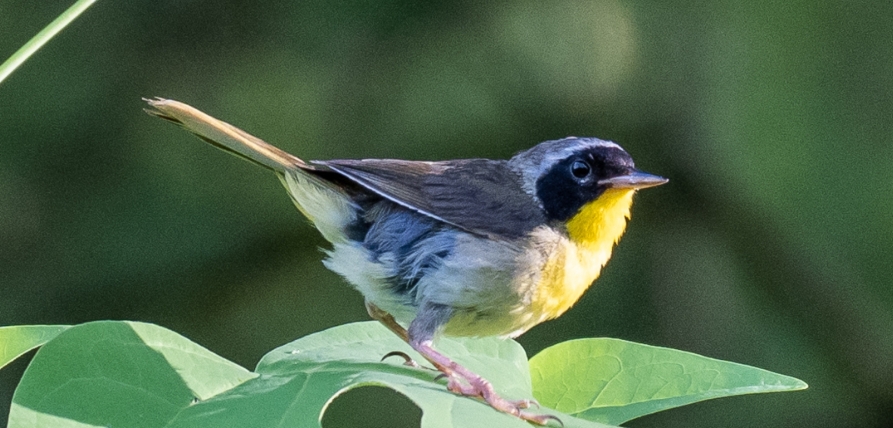 Weekday Bird Walk