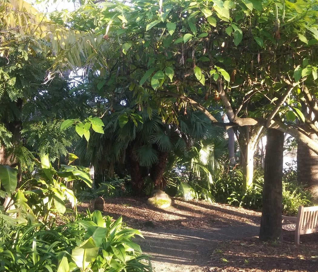 Palmetum 3
