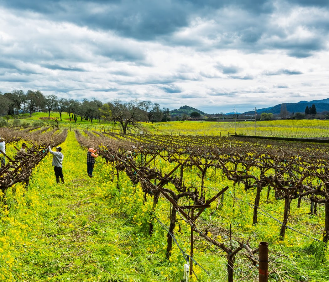 Winemaker's Boots Tour, Tasting & Luncheon At ZD Wines
