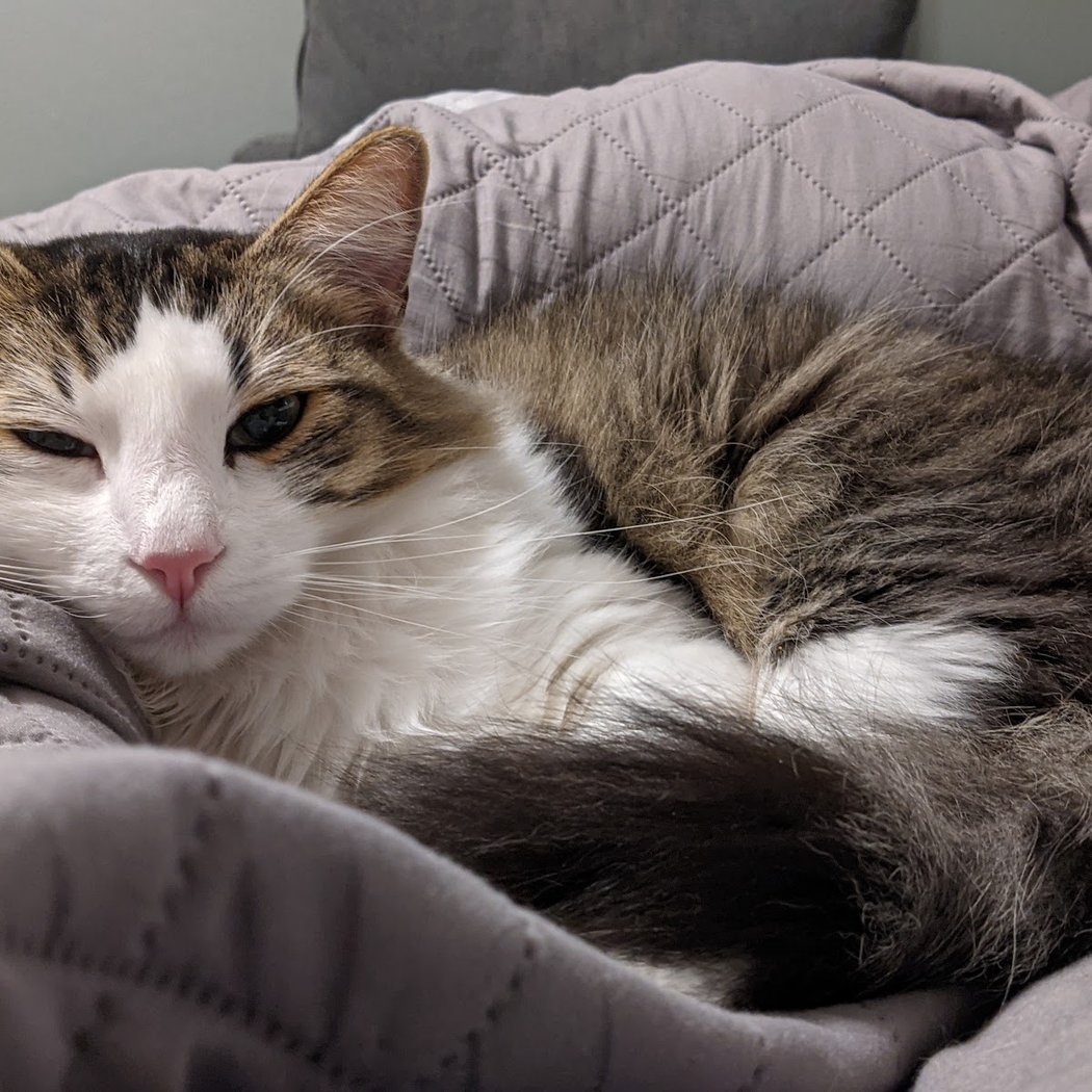 East Bay SPCA Oakland Adoption Center 2