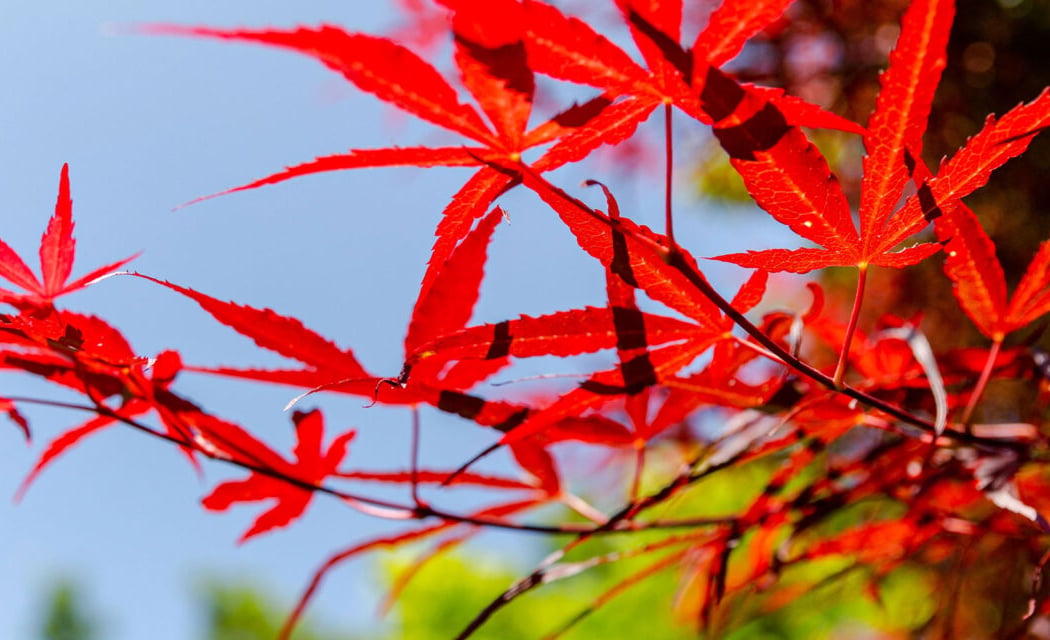 Japanese Maples Tour 1