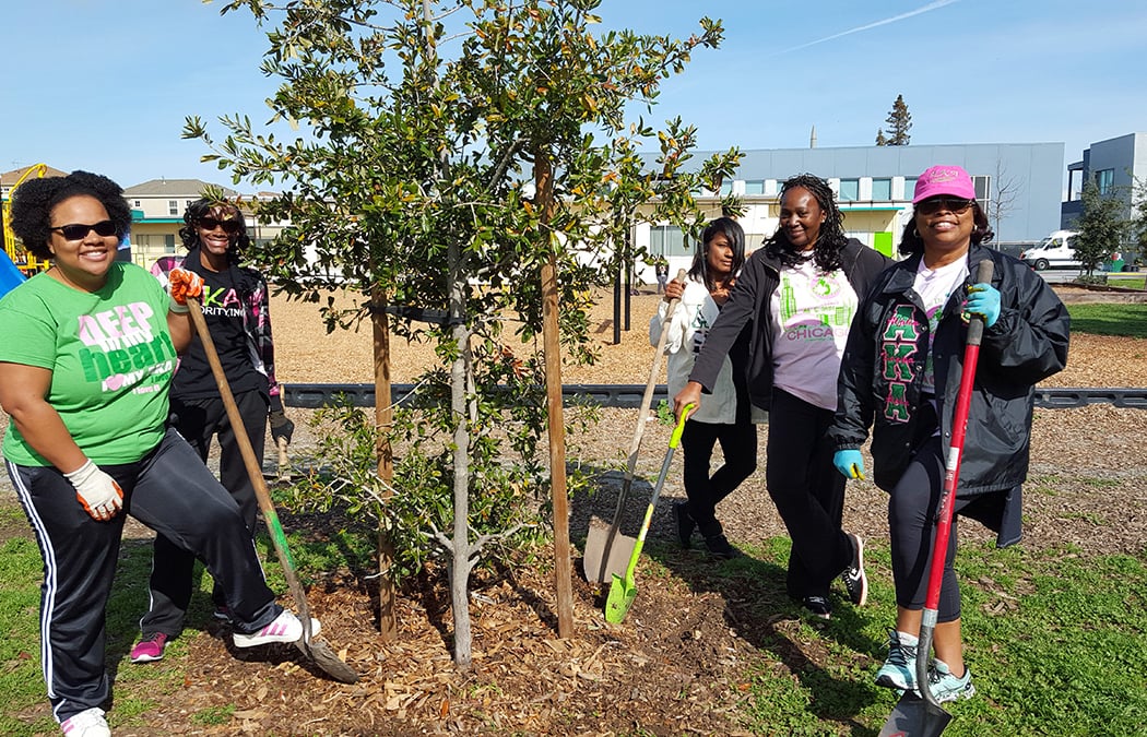 Tree Care in Candler Park 2