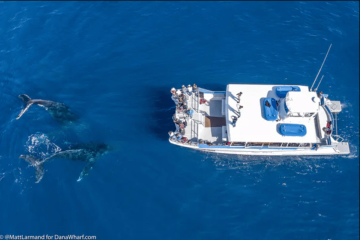 Dana Wharf Sportfishing & Whale Watching Dana Point 3