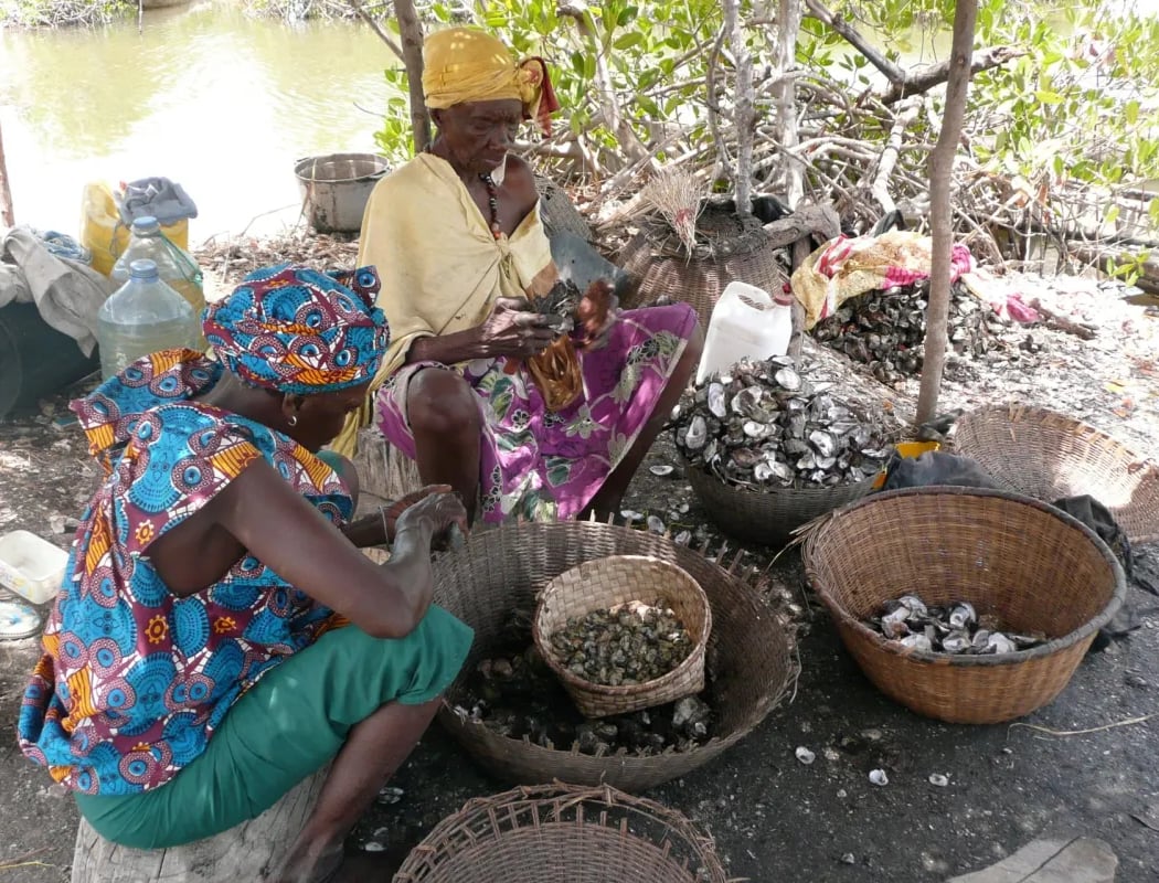 Femmes des Mangroves, Actrices d’une Écologie Durable 1