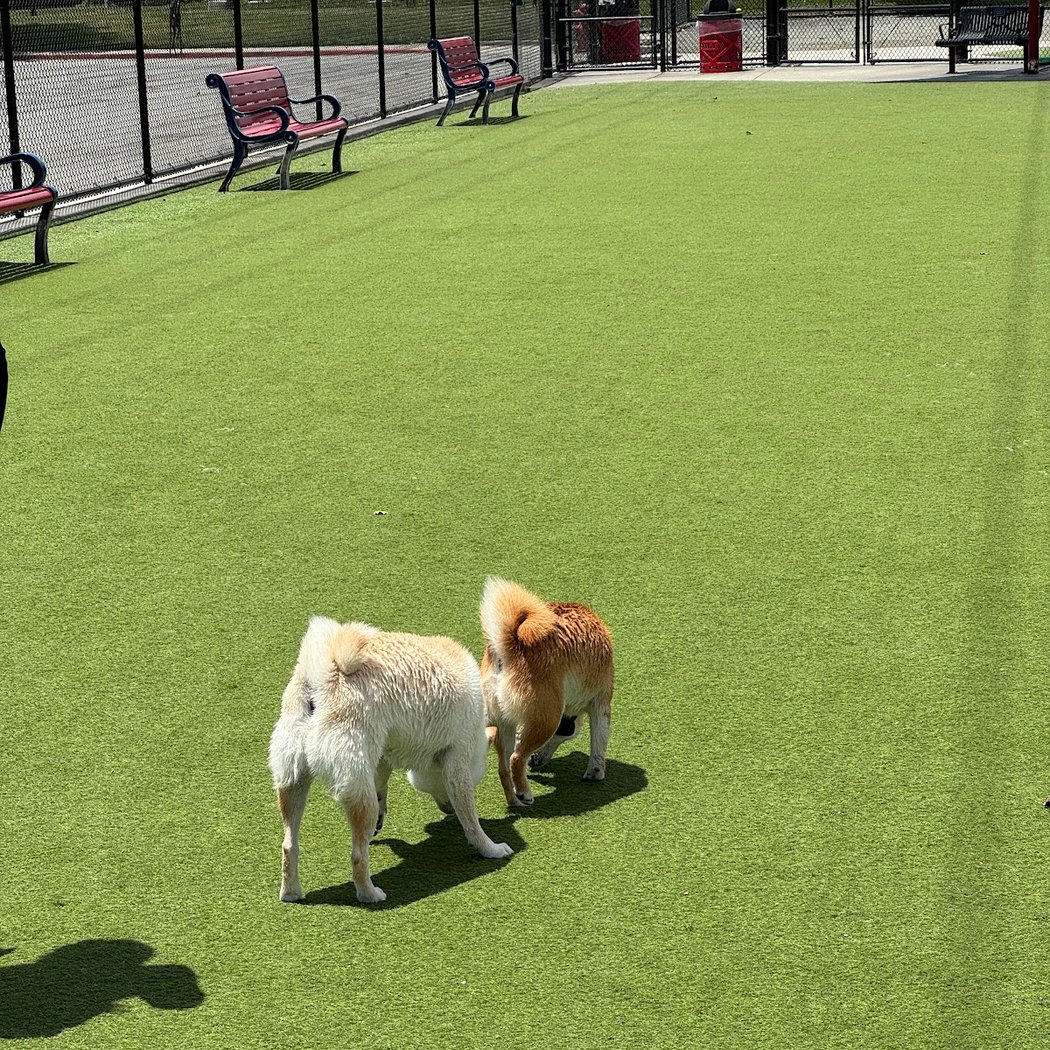 Foster City Dog Park 3