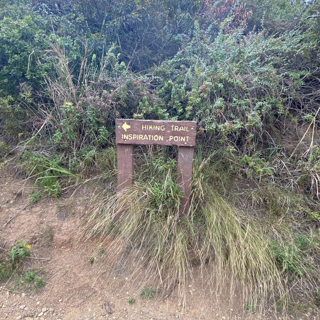 Wildflower Hike 3