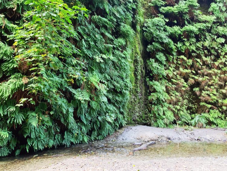 Fern Canyon 3