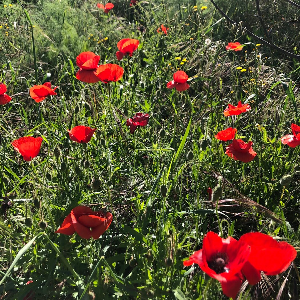 Sendero de los Almendros 1