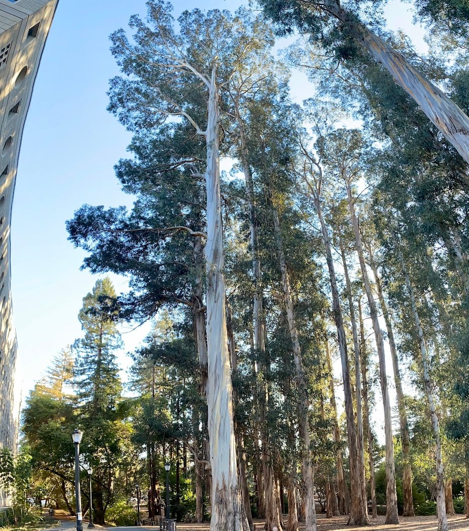The Eucalyptus Grove 2