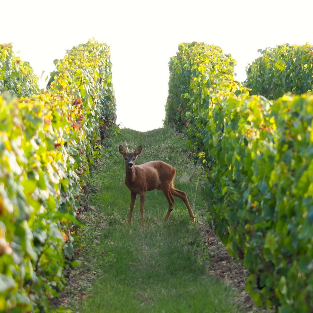Domaine Bonnigal-Bodet 2