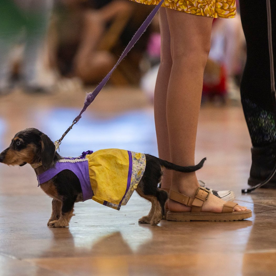 Wiener Dog Races 3