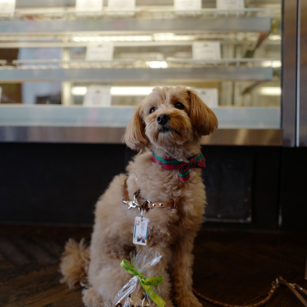 Le Marcel Bakery for Dogs 1