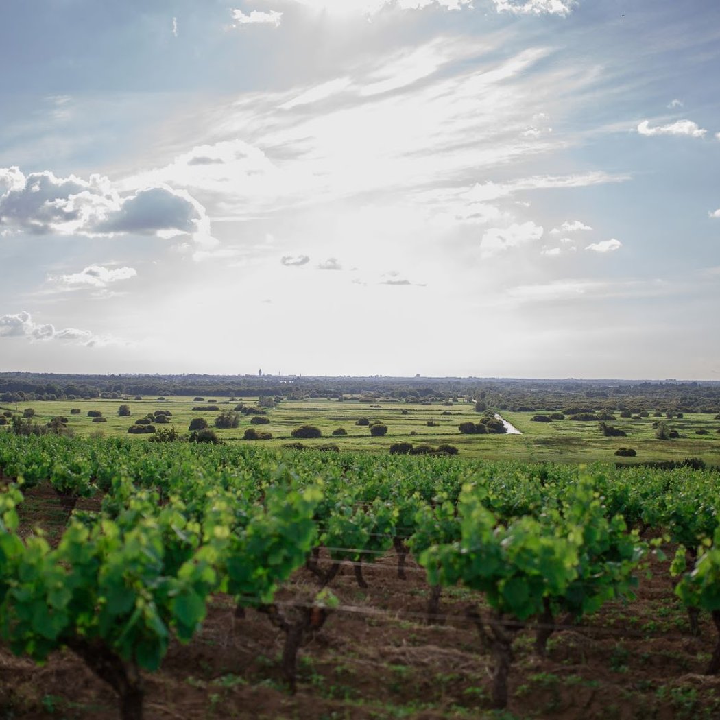 Domaine Luneau-Papin 3