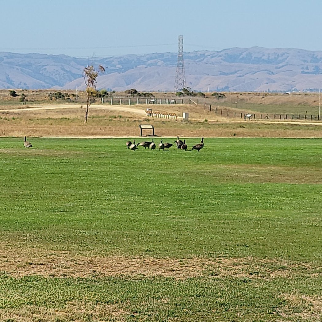 Sunnyvale Baylands Park 3