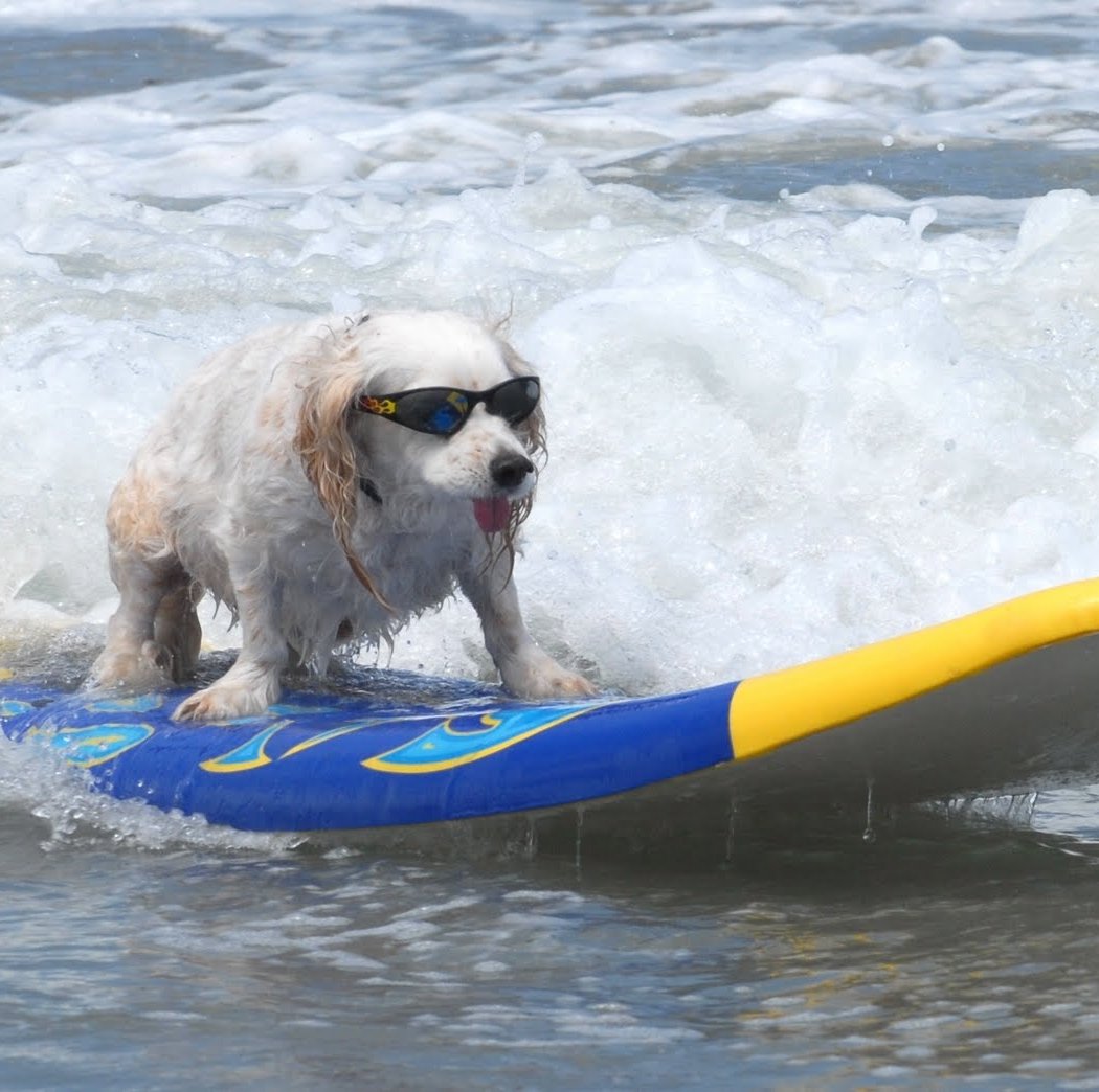 Surf Dog Surf-A-Thon 3