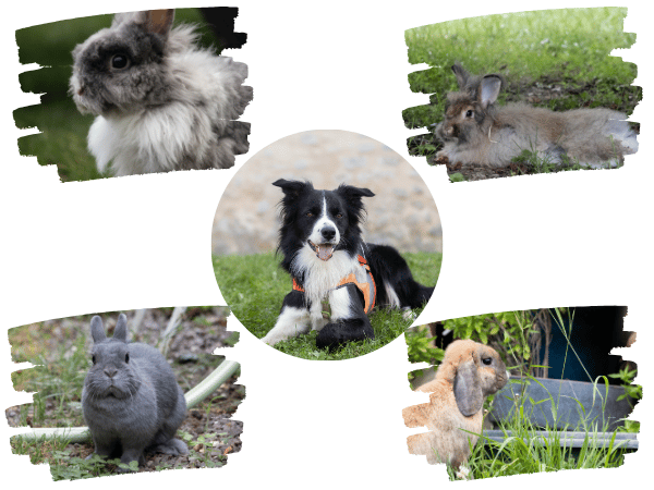 Médiation animale 2