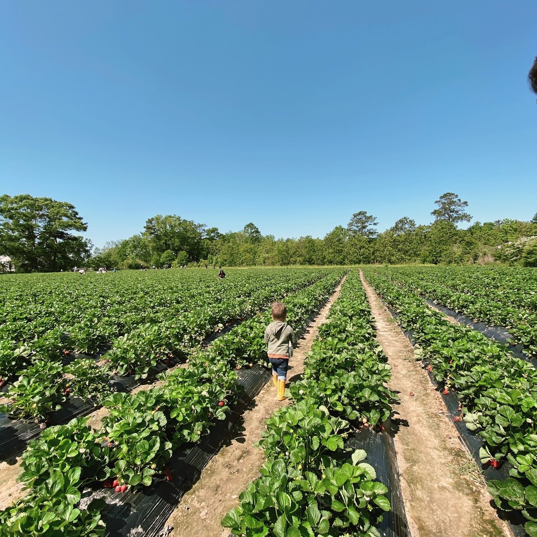 Mrs. Heather's Strawberry Farm 2