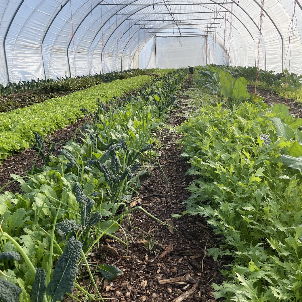 Live Oak Farm 2