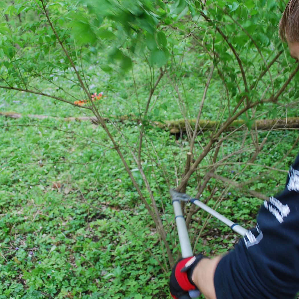Invasive Plant Strike Force 3
