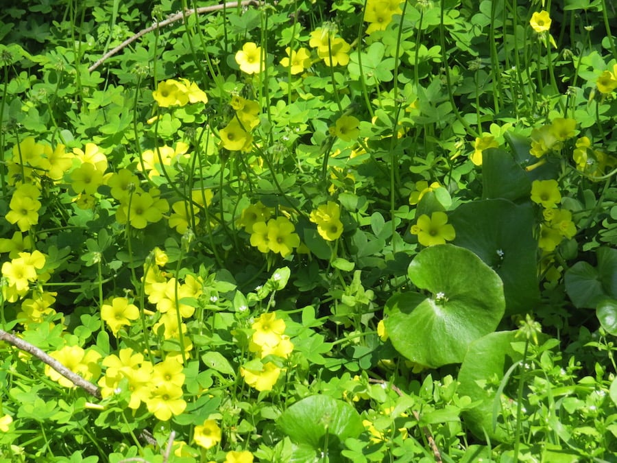 Make a Wild Salad! Foraging Basics 1