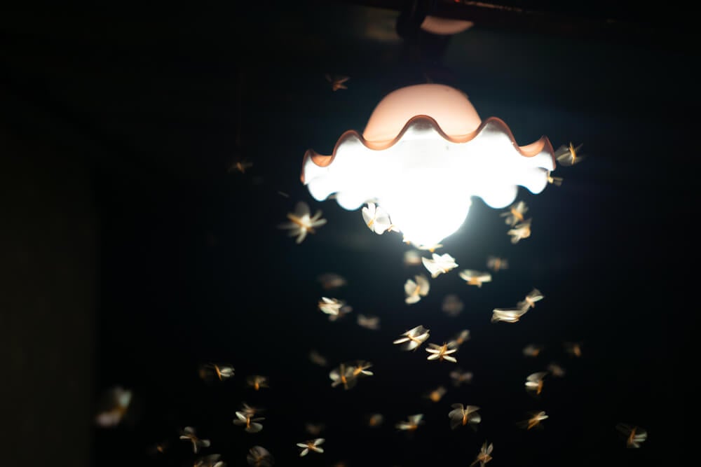 Magical Moth Night 3