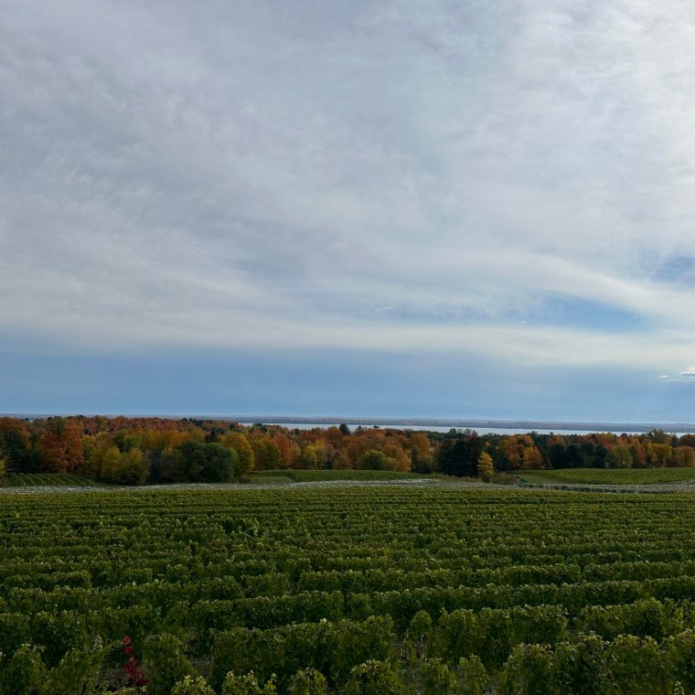 Brys Estate Vineyard & Winery 2