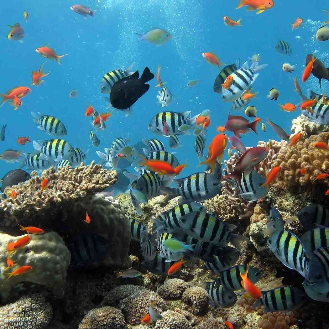 Aquarium Tropical 1