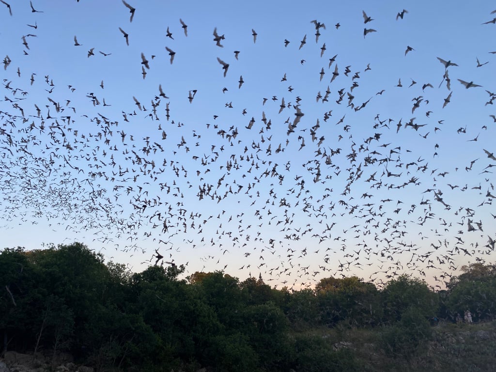 Bat Chat 3