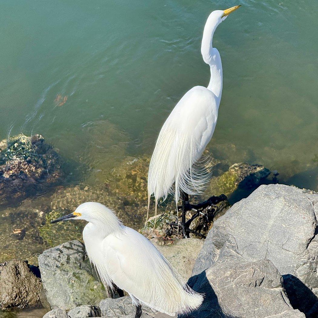 Live Animal Interactions 1