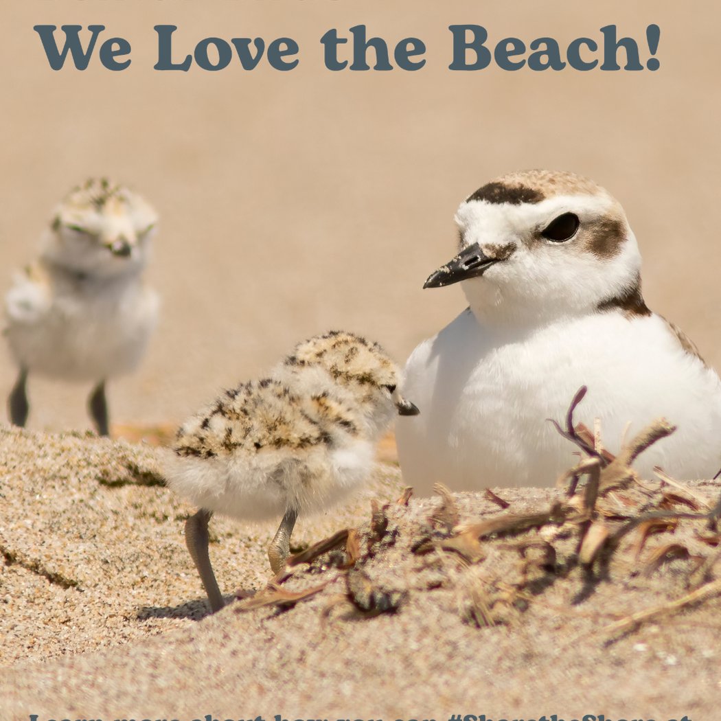 Bolivar Birds Outreach Volunteering