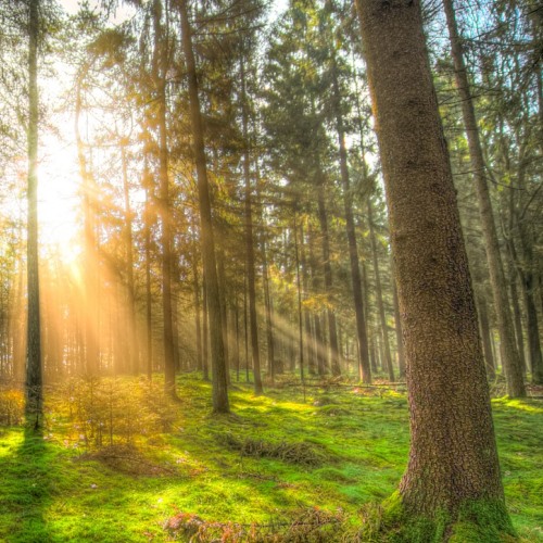 Forest Bathing Summer Solstice 1