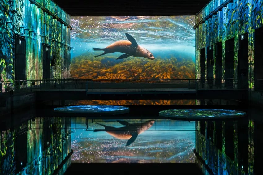 Ocean: An Immersion into the Underwater World 1