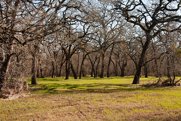 Tomodachi Park (Laguna de Santa Rosa Wetlands Preserve) 2