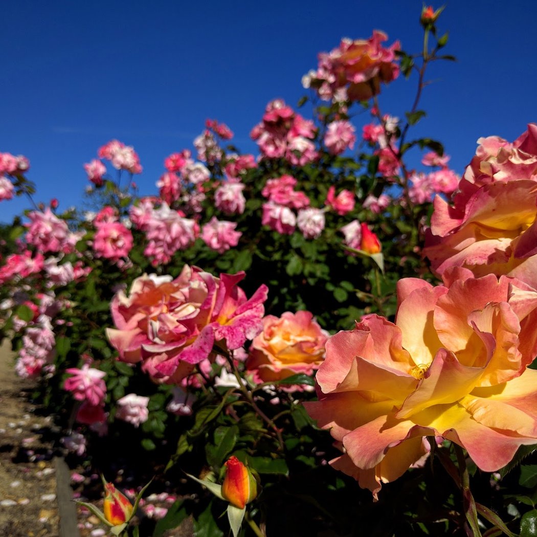 Volunteer in the Heritage Rose Garden 4