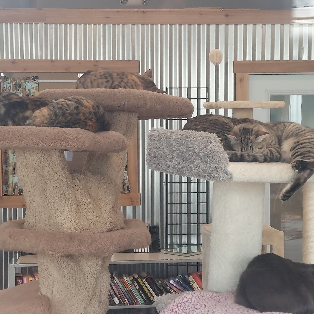 Morti's Used Book Nook & Cat Adoption Lounge 1