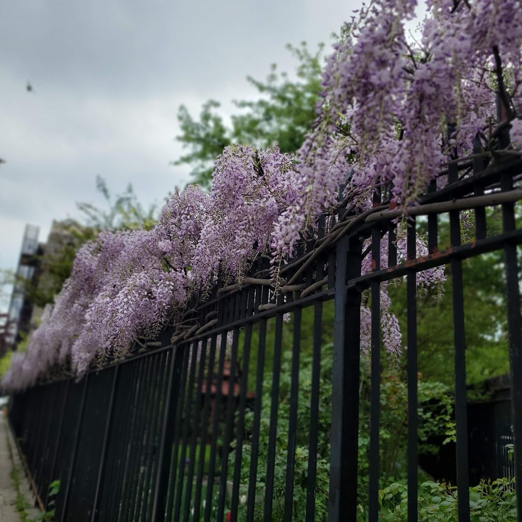 Convent Garden 2