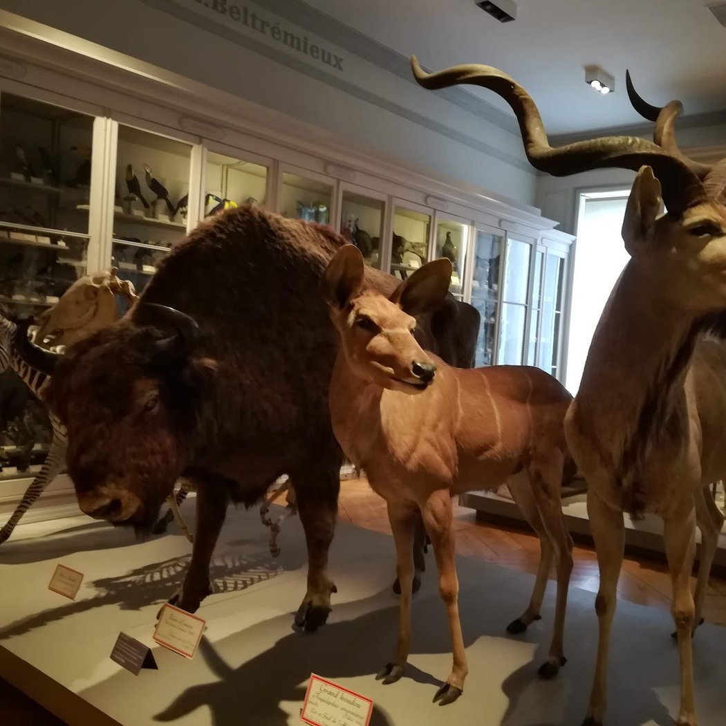 Muséum d'Histoire naturelle de La Rochelle 2