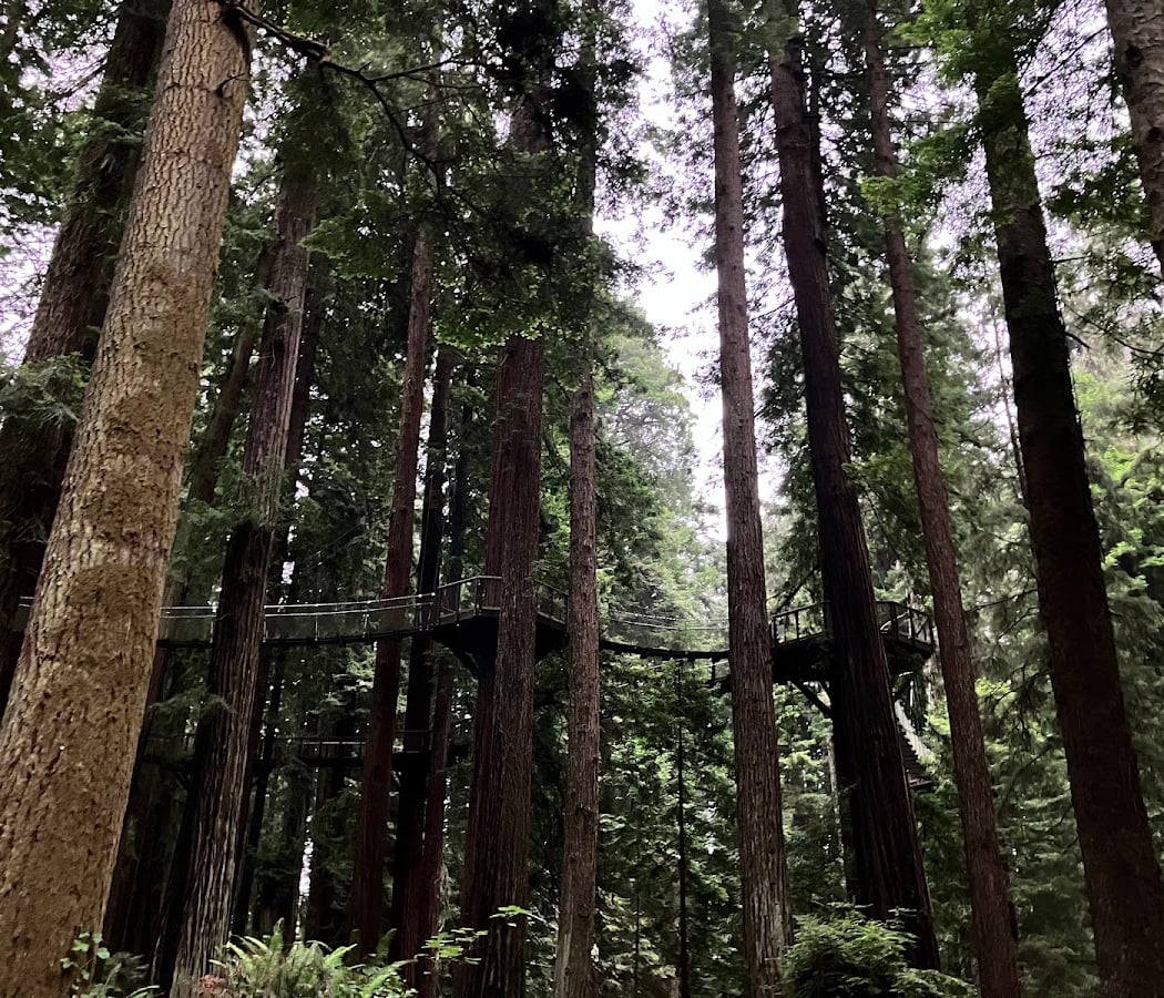 Sequoia Park 1