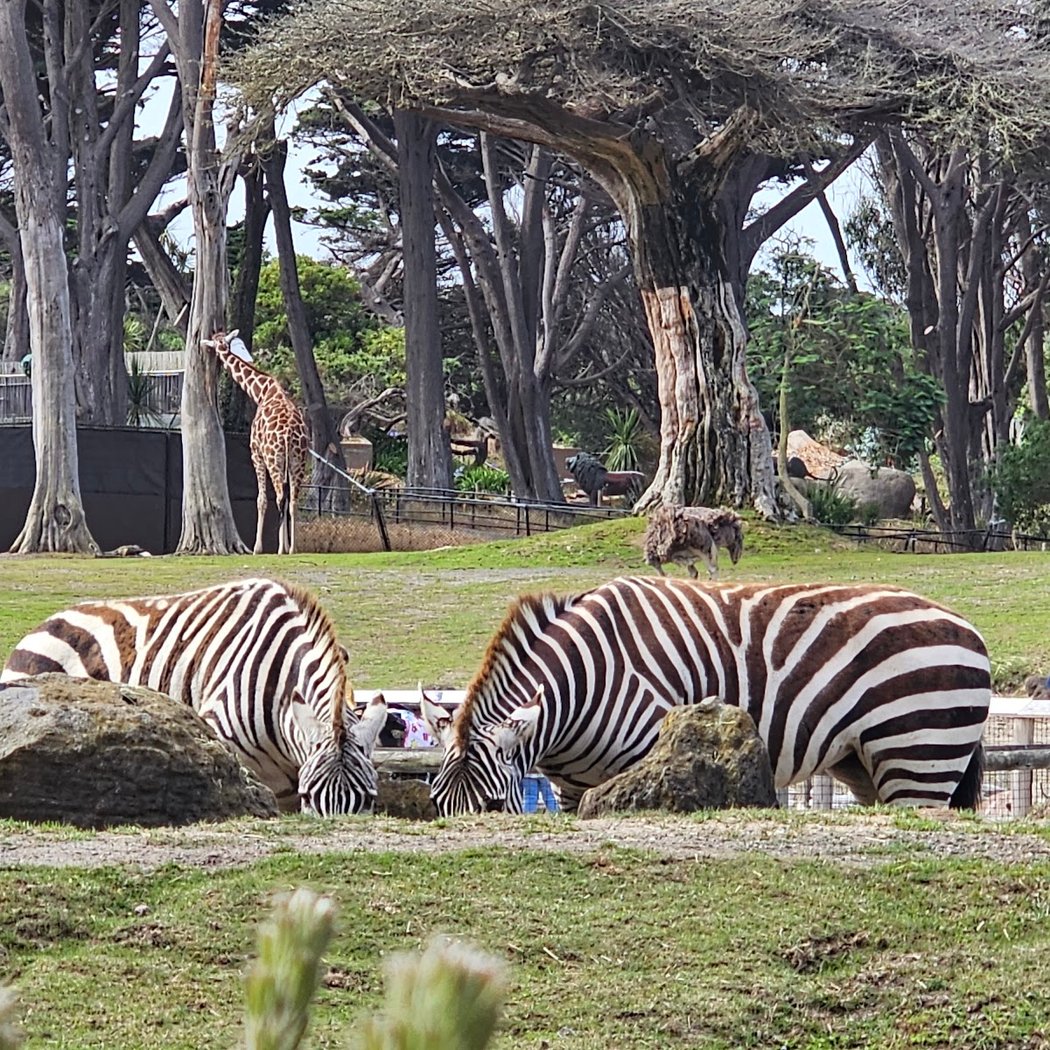 SF Zoo $5 Admission 3