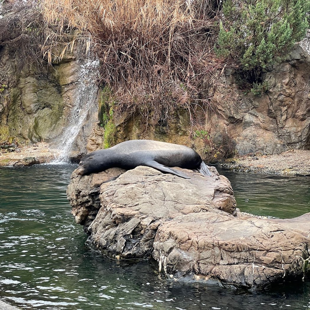Sea Lion Feedings