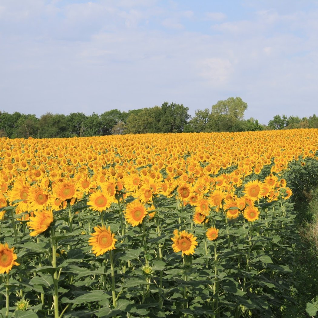 Elliot Farm Sunflower Bloom 3