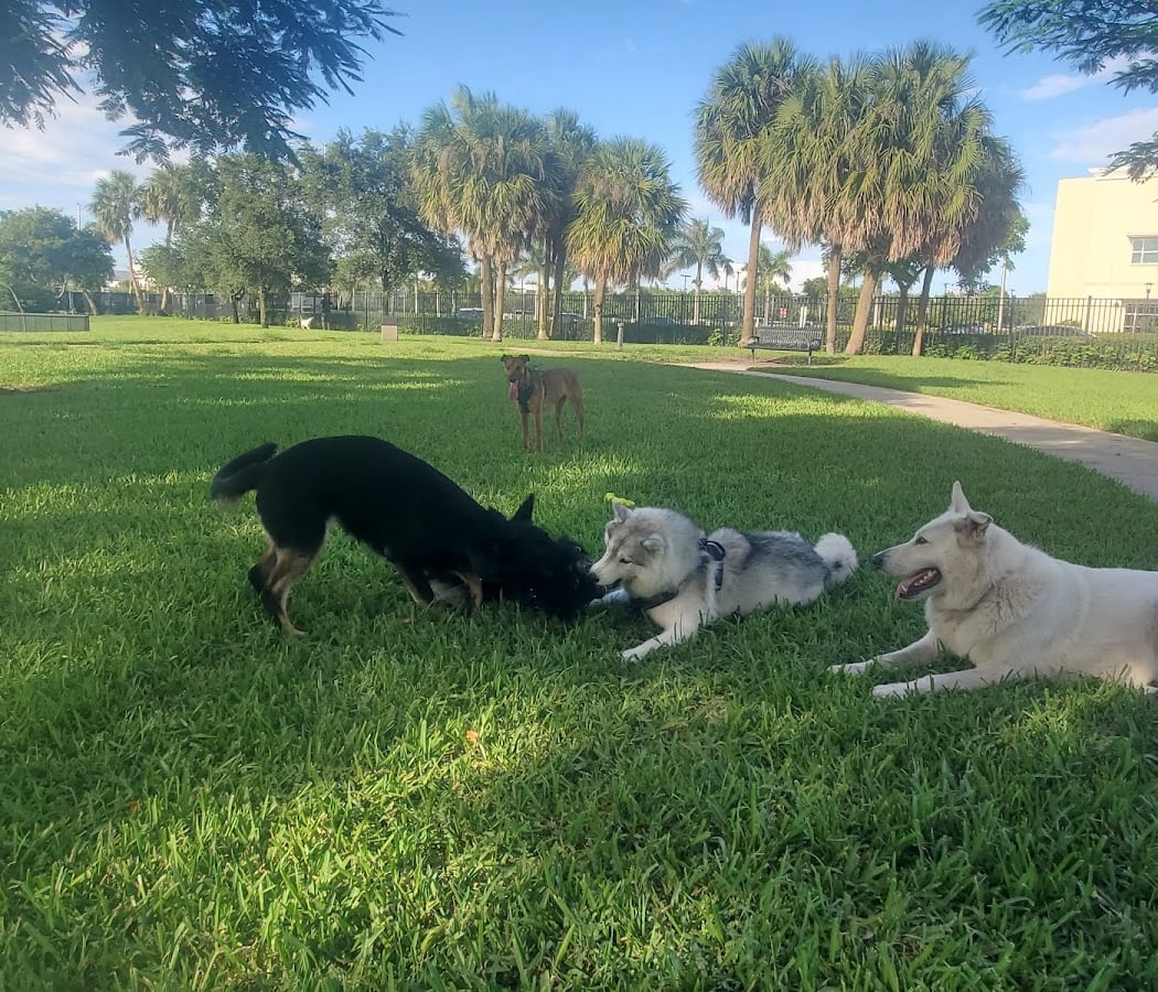 Canine Corner Dog Park 1