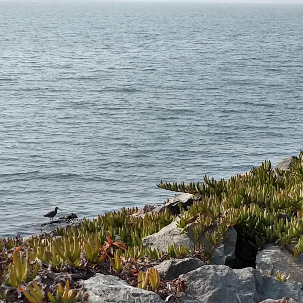 Emeryville Crescent State Marine Reserve 2