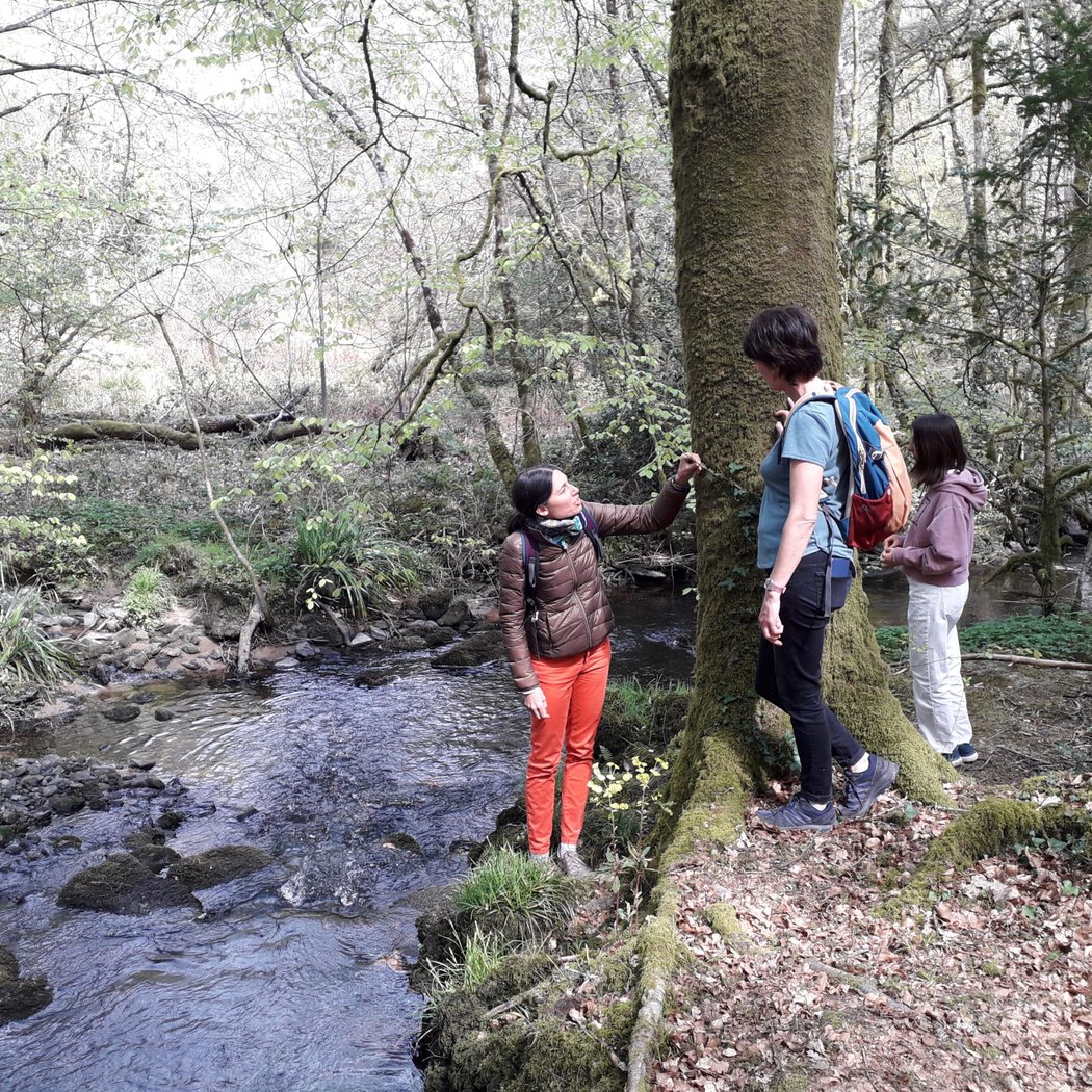 Bain de forêt conscient