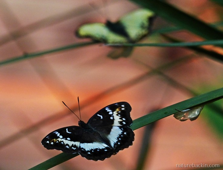 Butterfly Release Experience 2