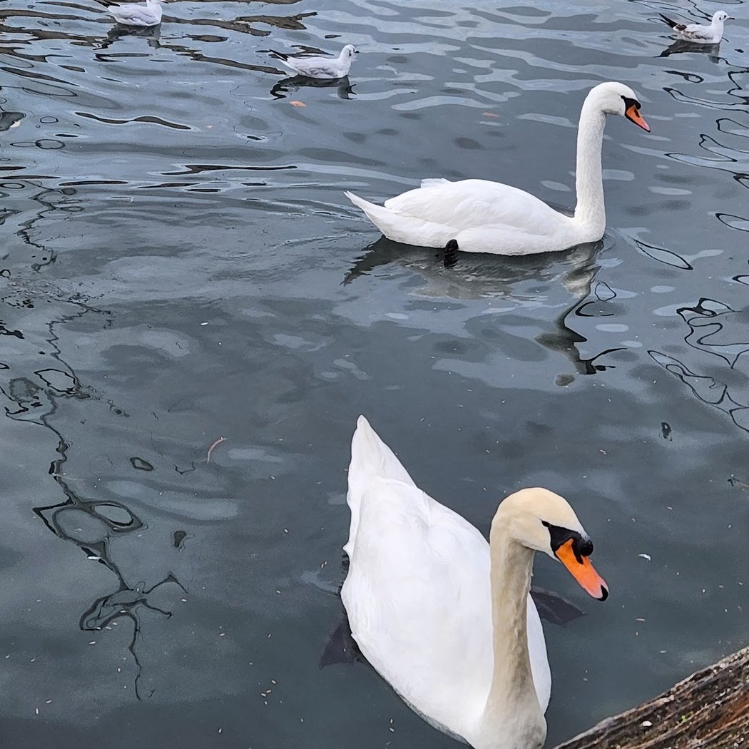Lake Zurich 1