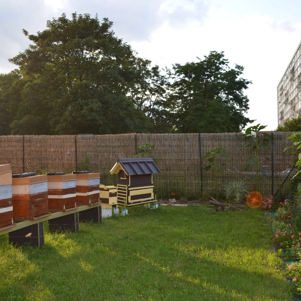 BEHIVE 1