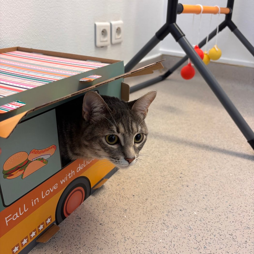 Le Chatelier - Hôtel pour chat 3