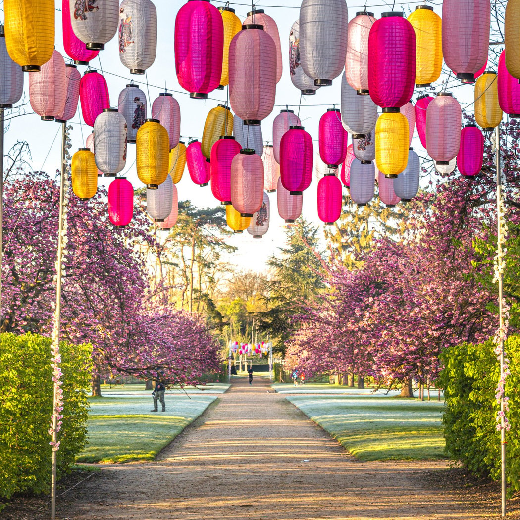 Hanami au Parc de Sceaux 2025 1