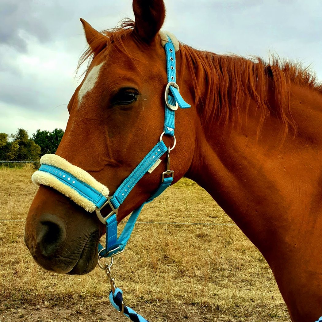 Equestrian Center Du Pilat / Ecurie Chardon 1